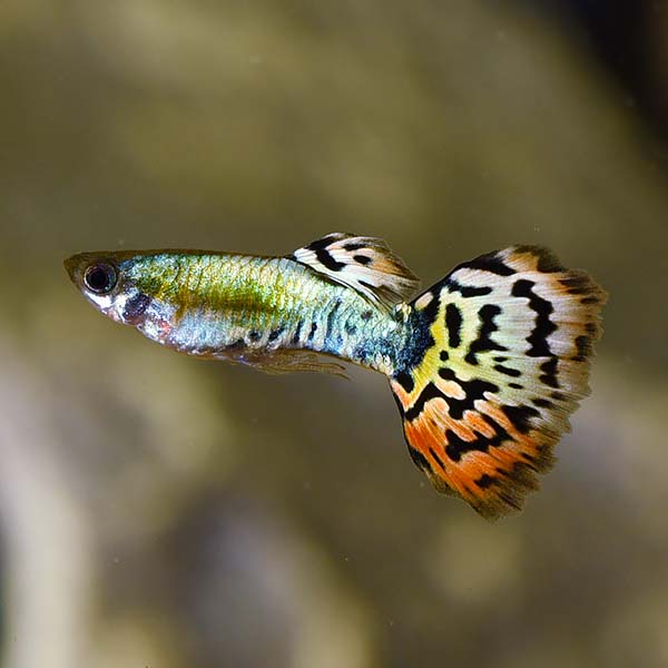 Luminous Leopard Guppy, Male